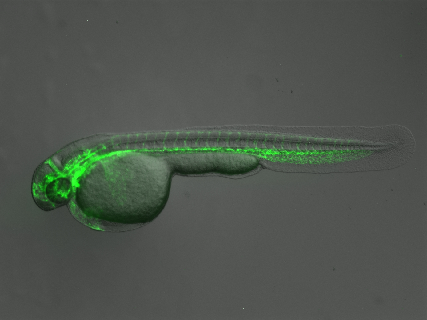 Zebrafish Core Facility – Drug Development and Diagnostics